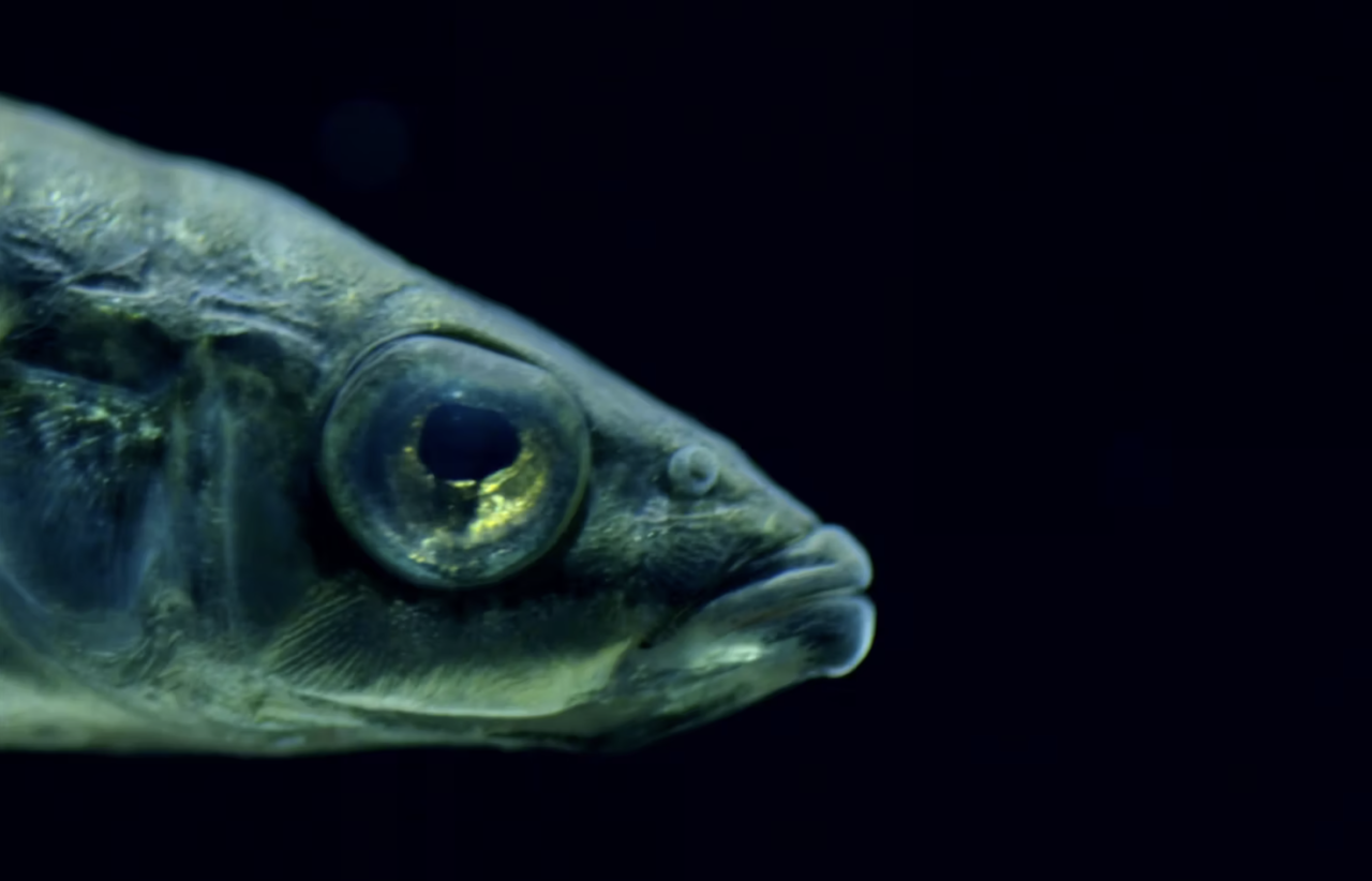 The battle for the Baltic Sea – stickleback vs. pike