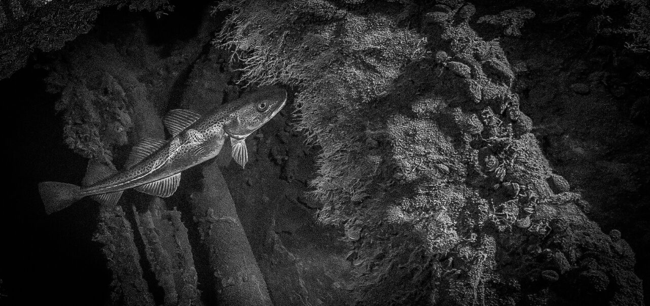 Cod, the hope of the Sea – streaming