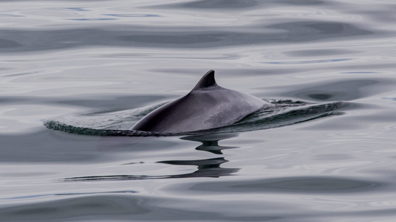 Is it too late to save the Baltic harbour porpoise?