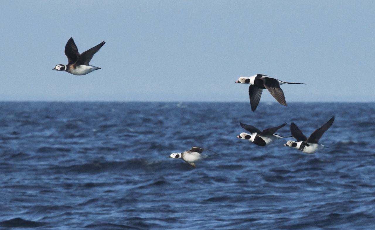 The swan song of the seabird?