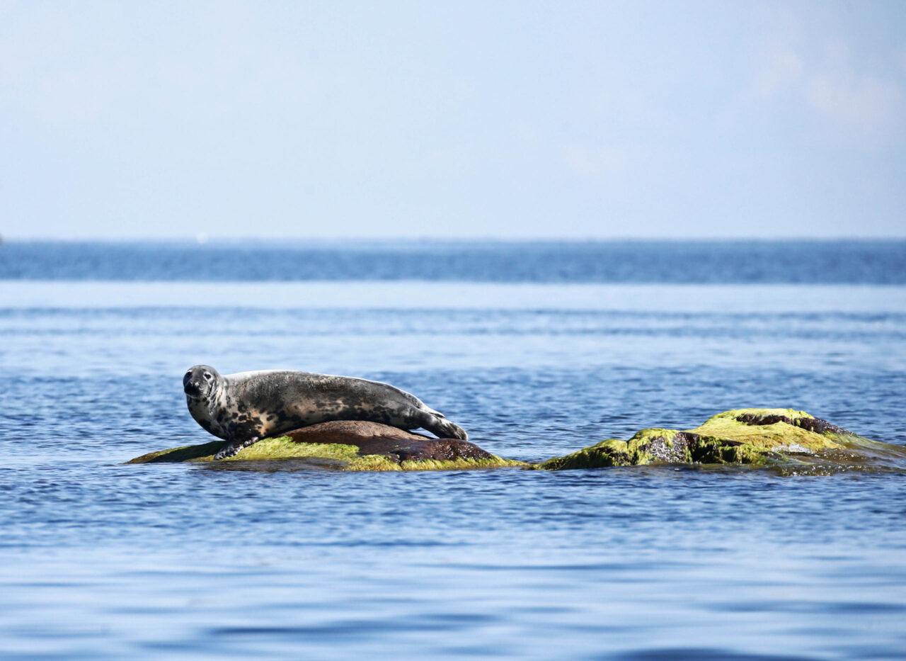 Seal researchers sound the alarm – over 2000 seals missing in Stockholm’s outer archipelago