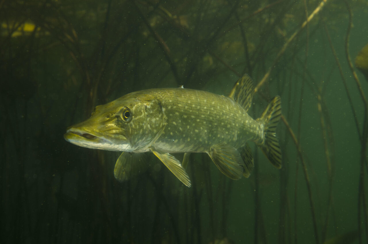 The pike collapse