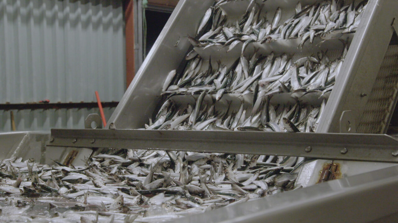 Food on the table, or flour for animals?