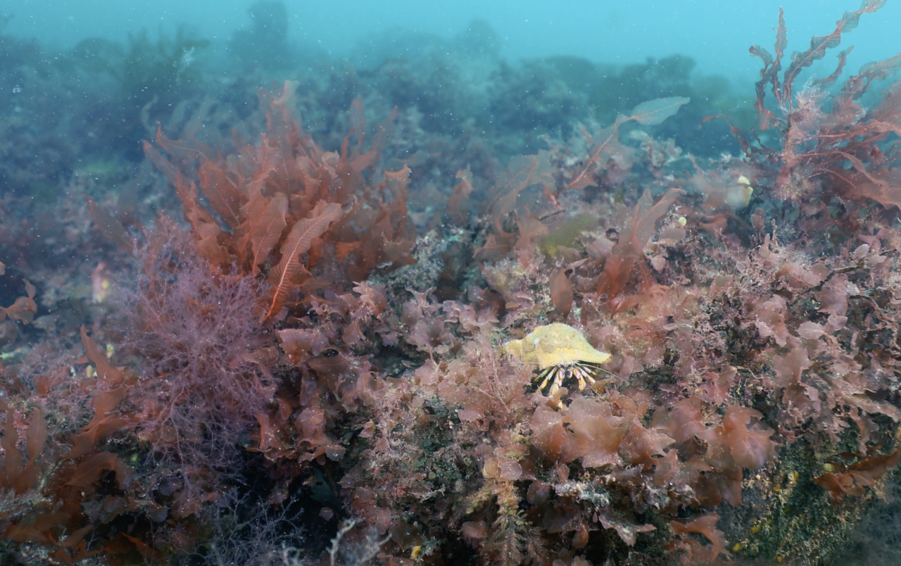 Sharks and corals protected in Öresund