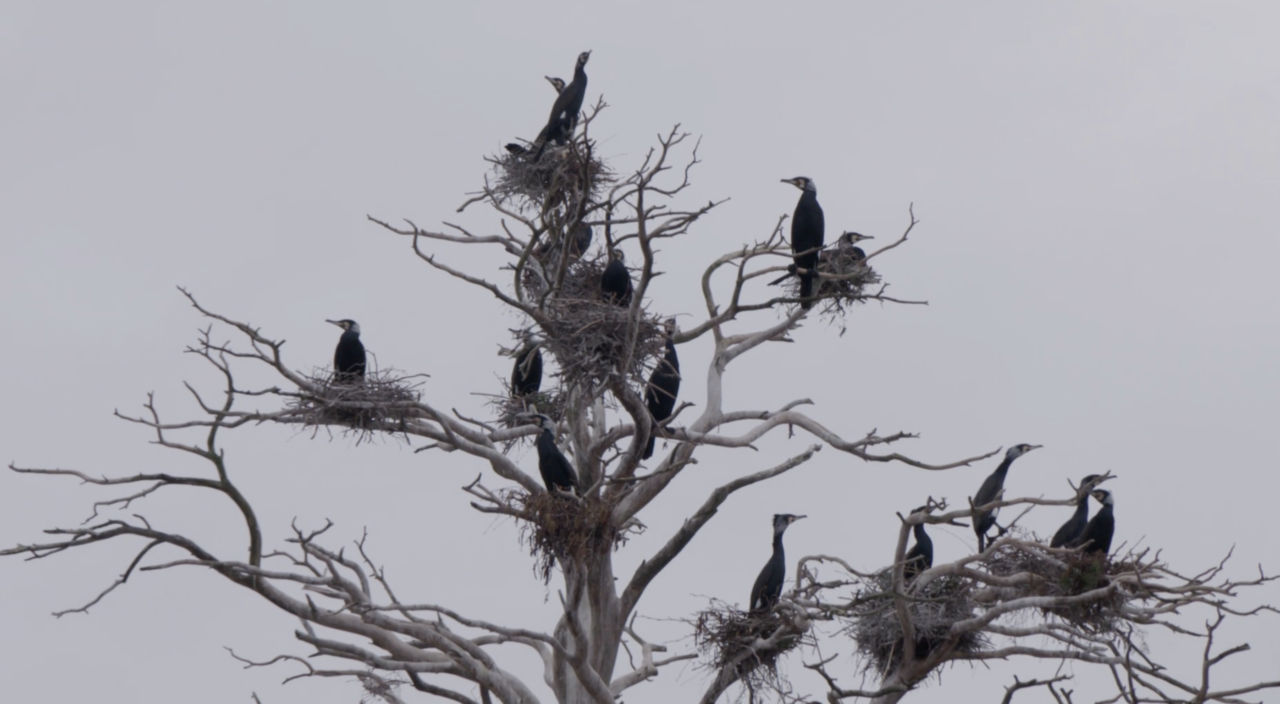The most hated bird in the Baltic Sea