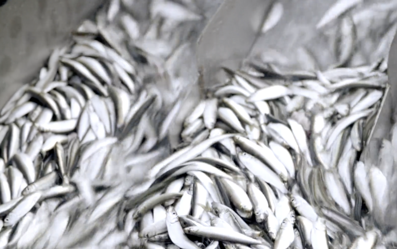 Finnish proponents of fish flour