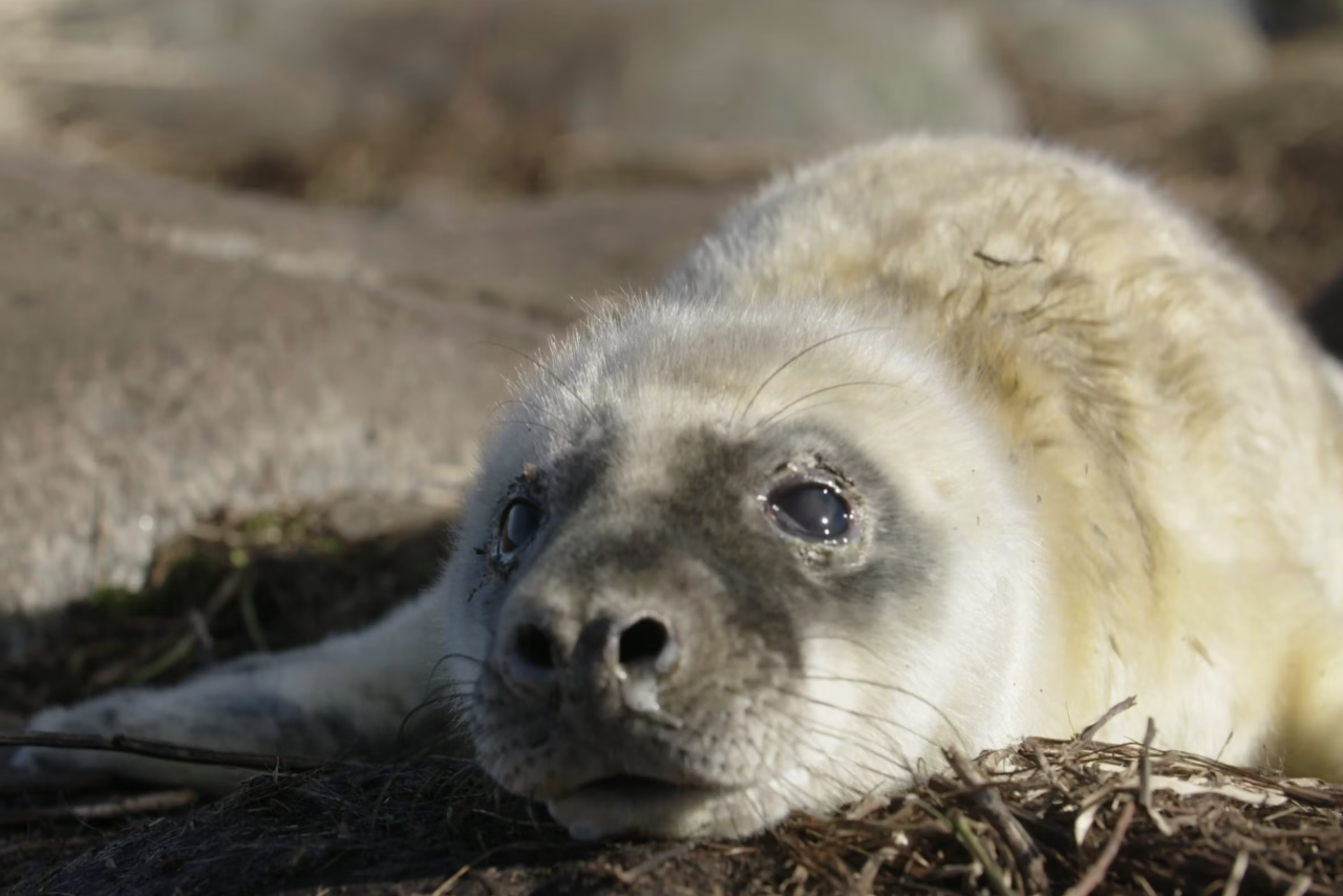 The Time of the Seals