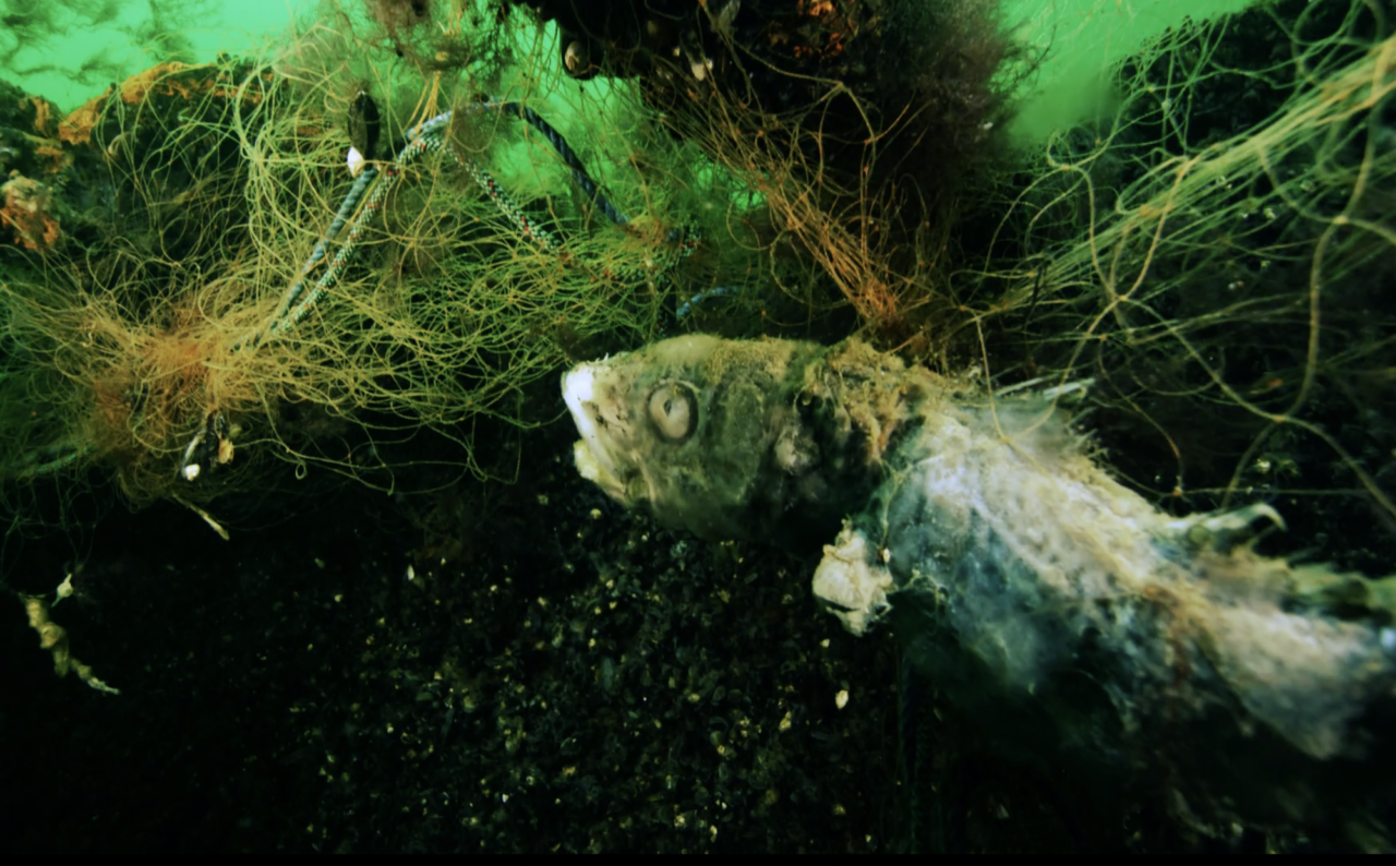 Competition beneath the surface