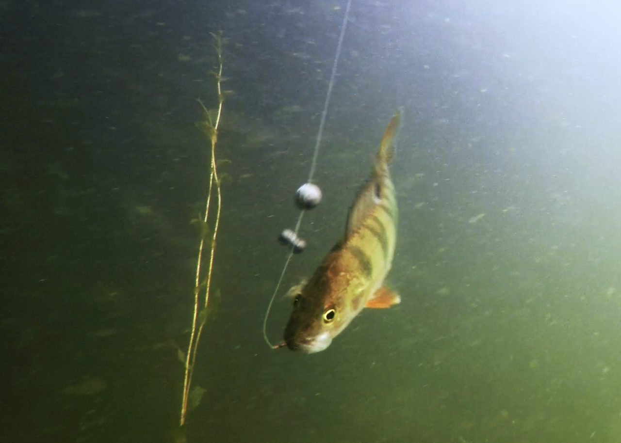 Do fishes feel pain?