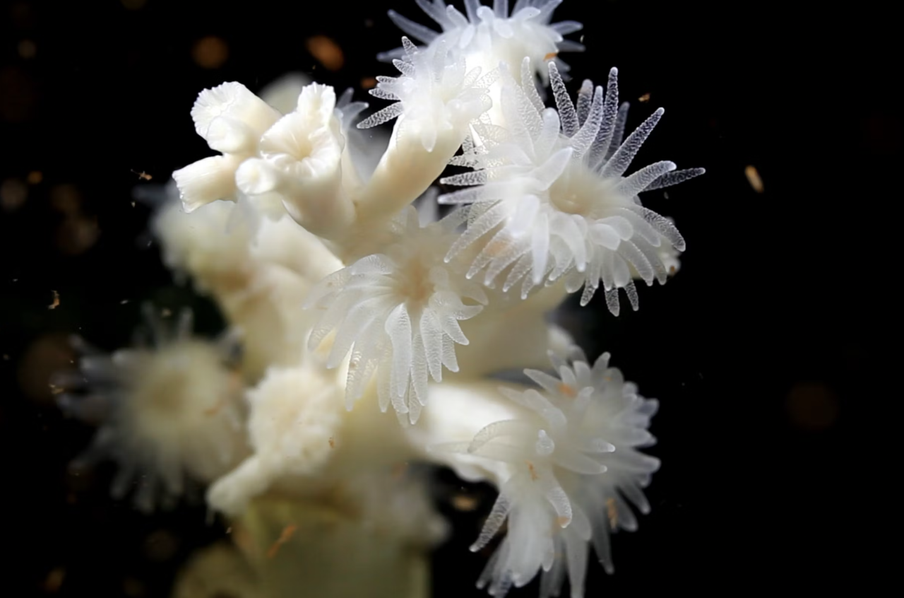 Swedish coral reefs to be saved