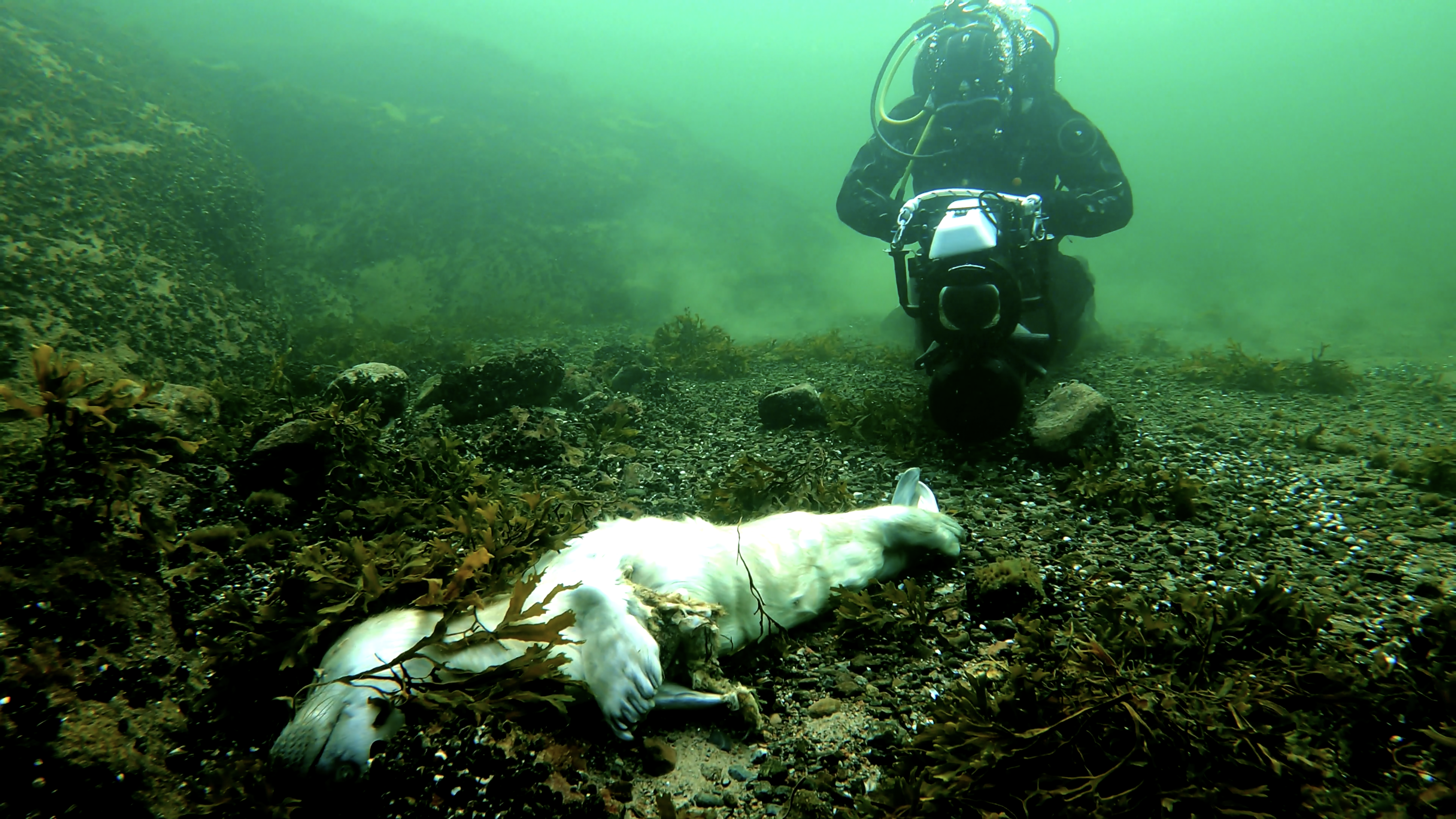 How the seal pups die