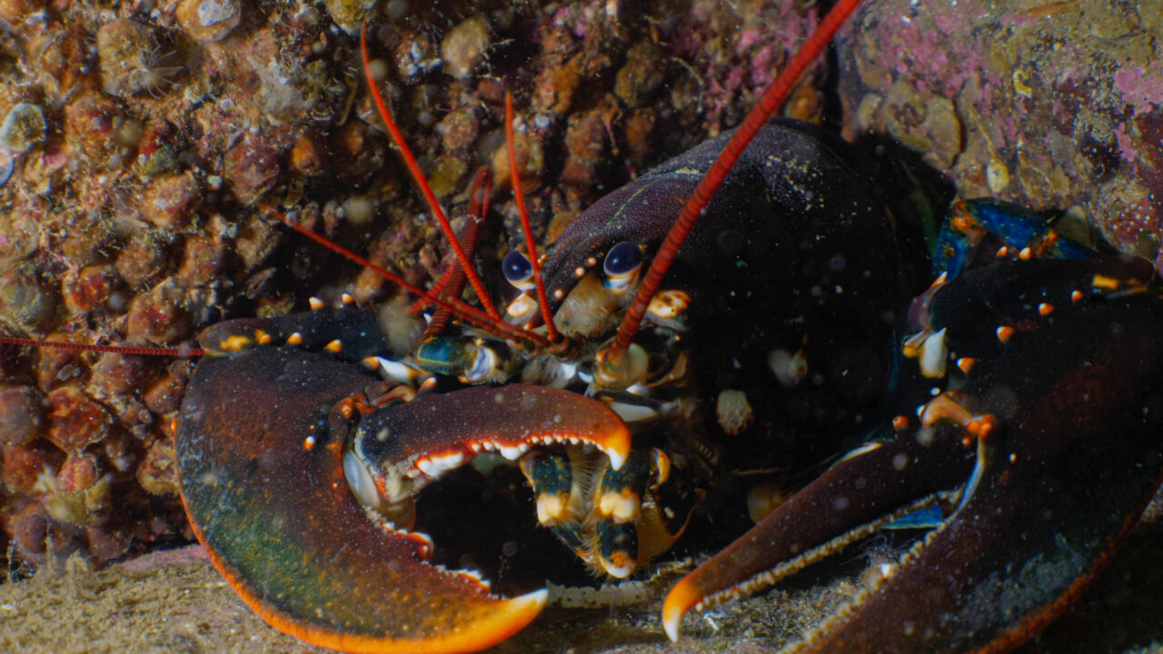 Reflections from a dive in Kosterhavet