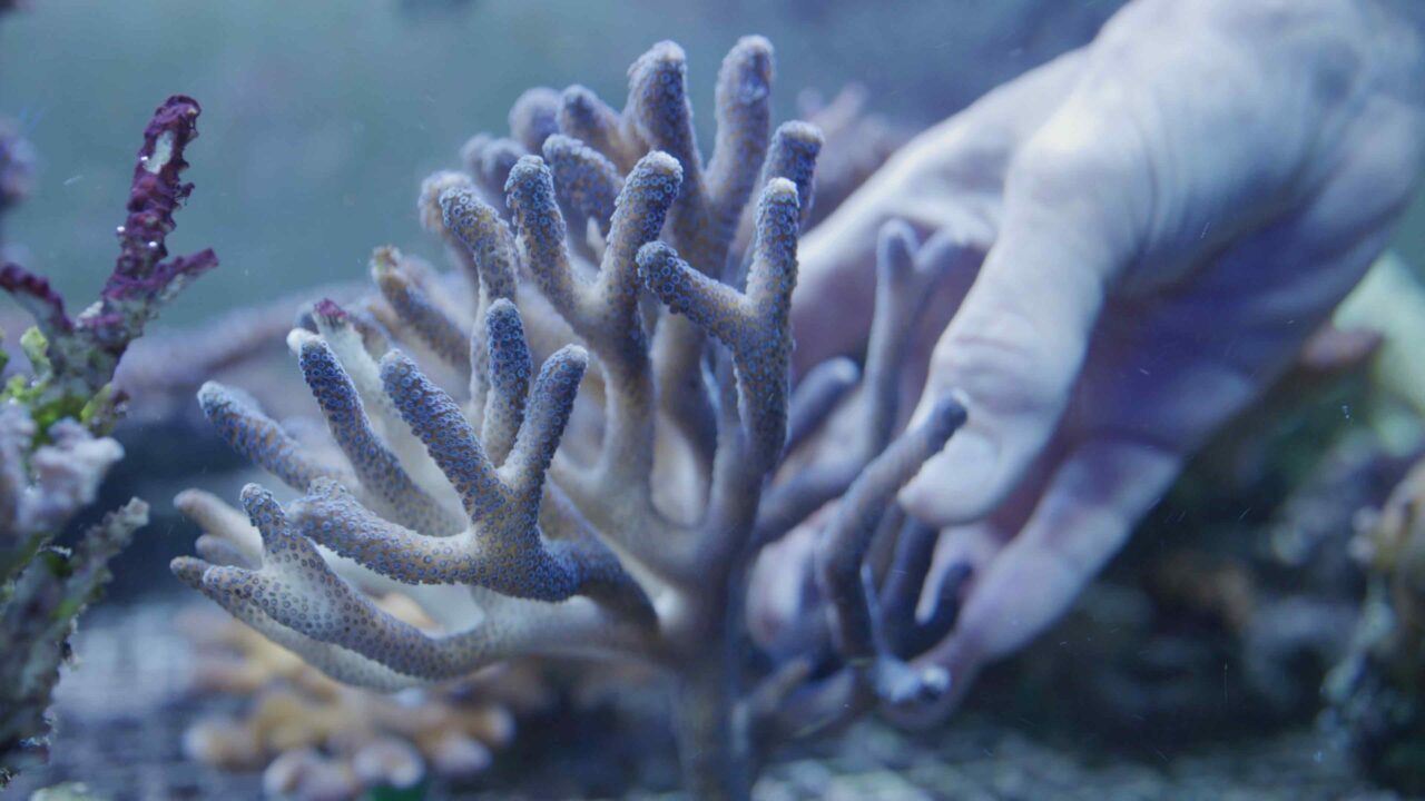 Genbank to save corals before it’s too late