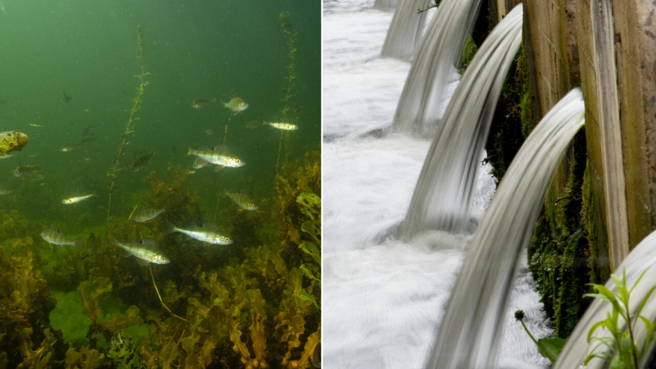 Do fish thrive in harmful waters?