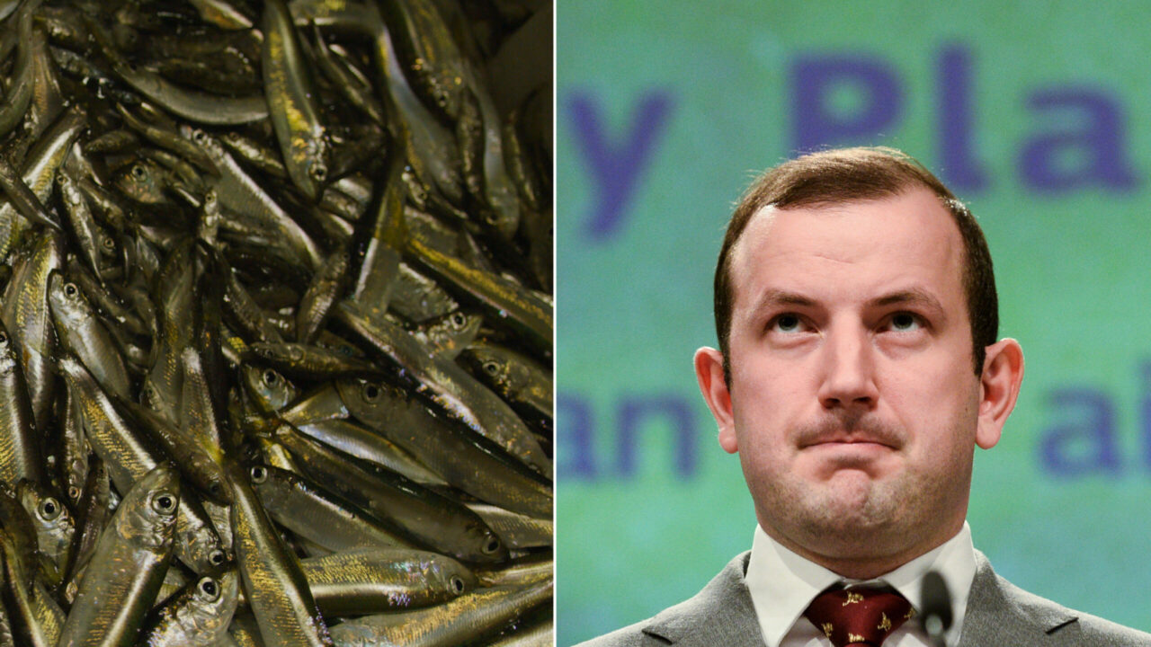 New fishing quotas discussed in the EU