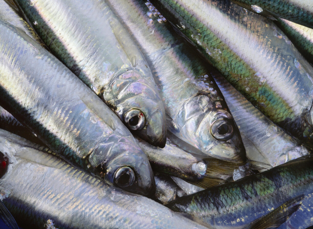 Fishing quotas for 2022 decided by the EU