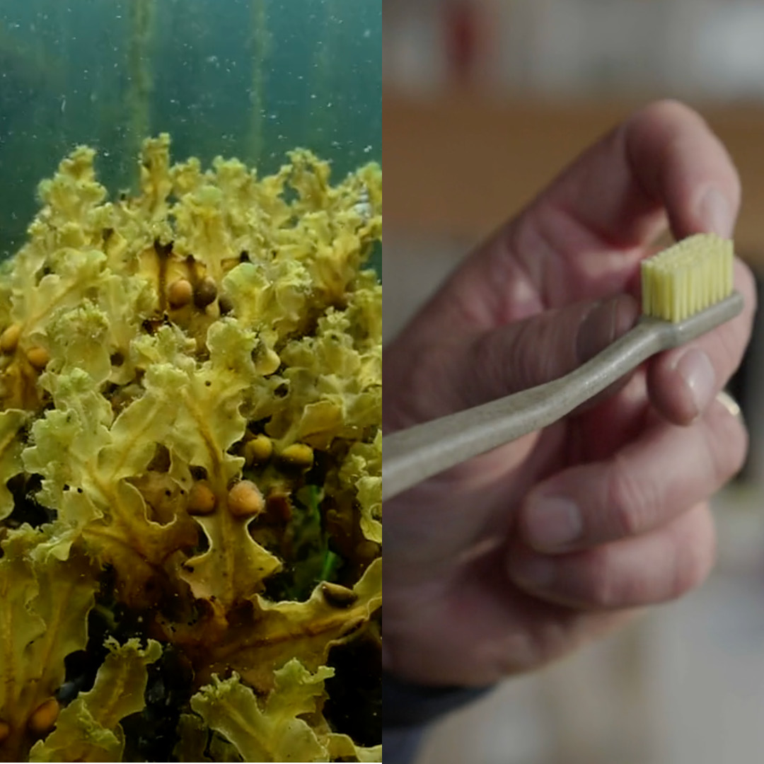 Soon you can brush your teeth with algae