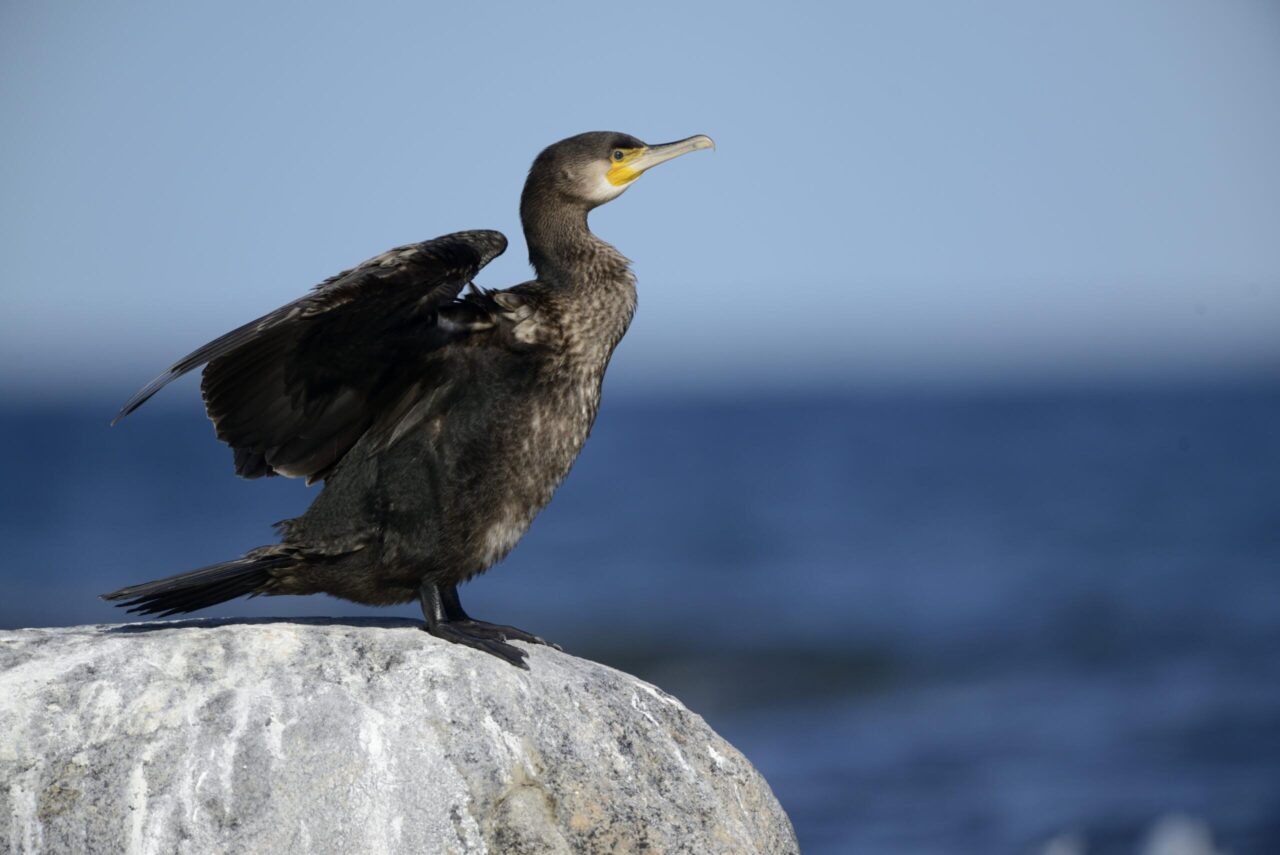 Hunt for cormorants divides the government