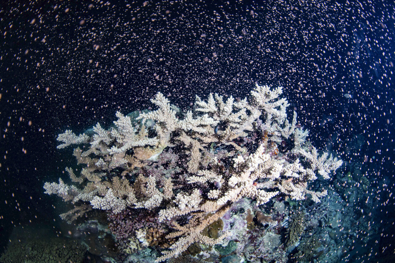 Color explosion as barrier reef multiplies