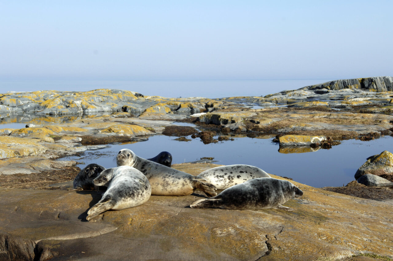 New opportunities for seal hunting