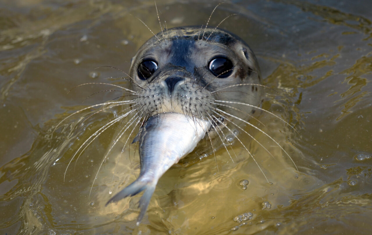 Seals should be scared from lake