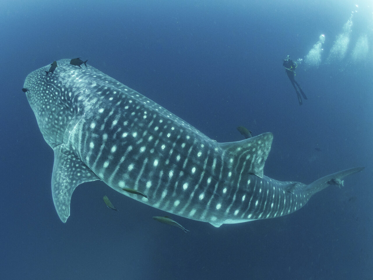 Extended reserve around the Galapagos Islands