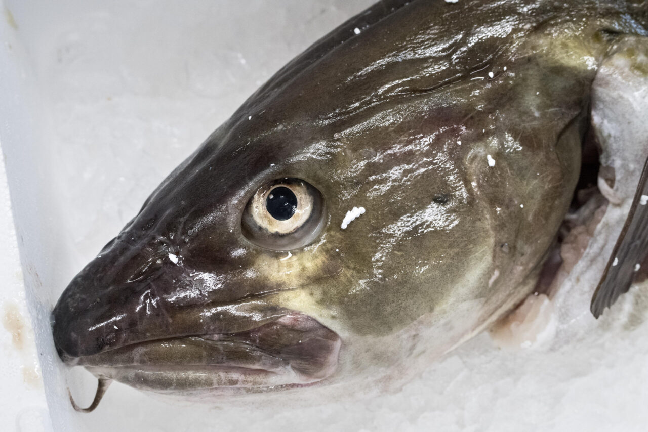 Stopp för fritidsfiske av torsk i Östersjön