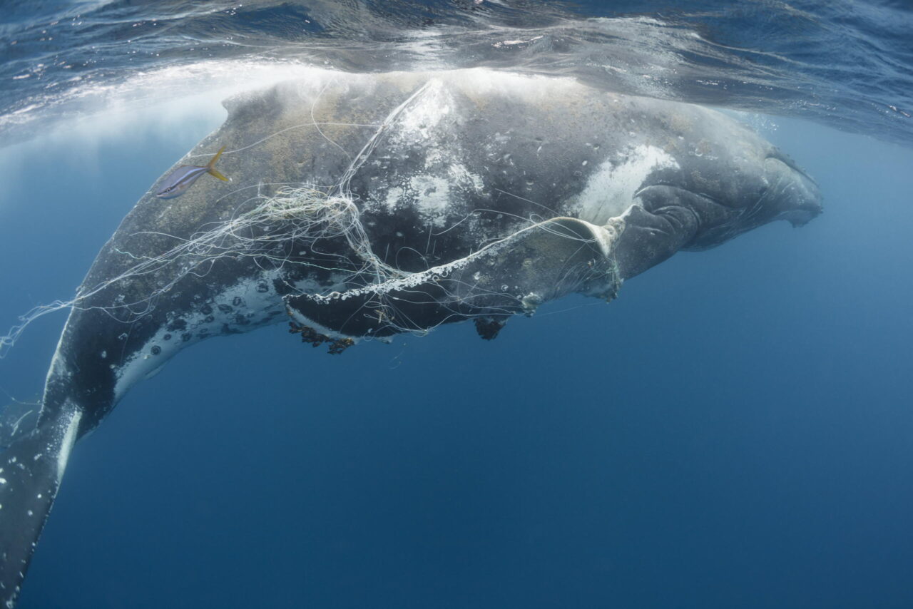 Requirements for protected areas for whales