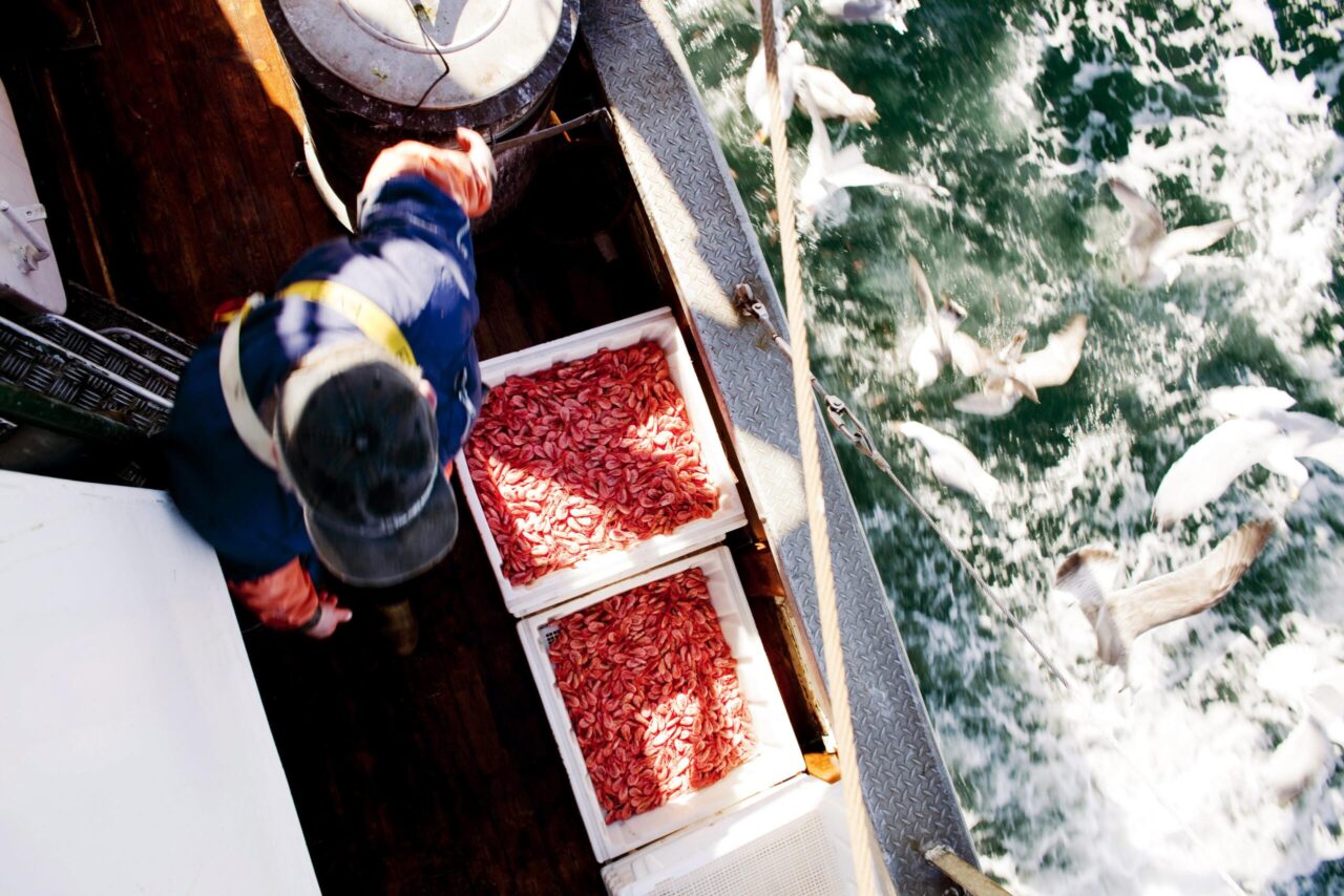 Shrimps remain in the sea if diesel becomes more expensive