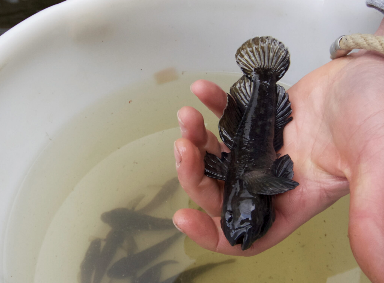 The black-mouthed goby – a successful intruder