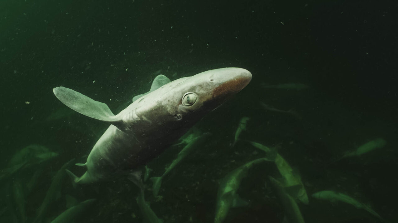 Shark slaughter in Lysekil: criminal investigation launched