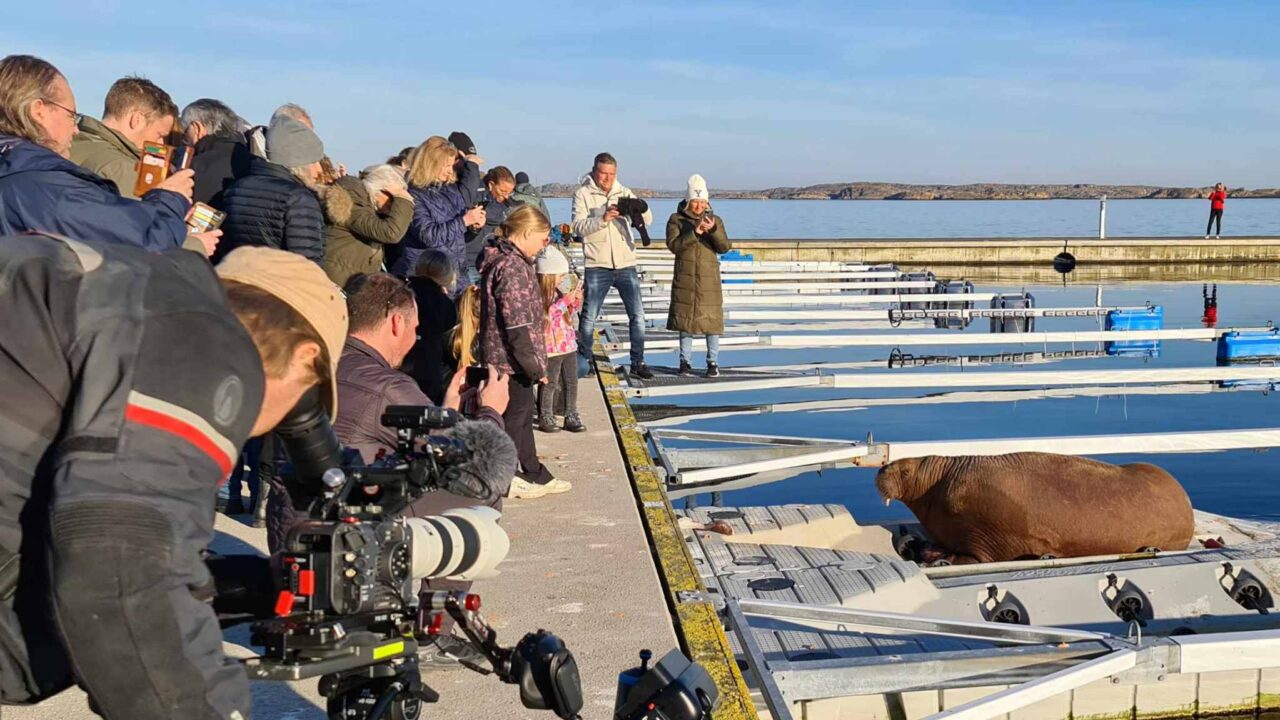 Valross i Smögen
