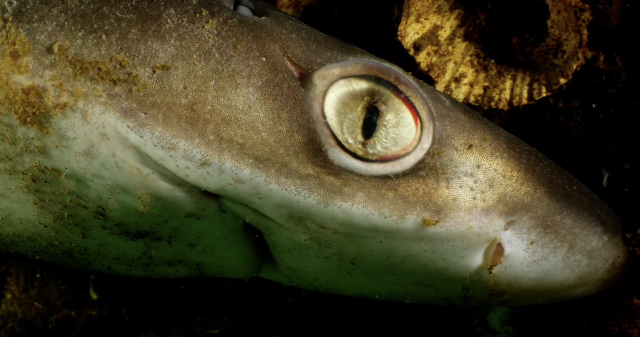 Endangered sharks dumped alive – exclusive pictures from Lysekil harbour