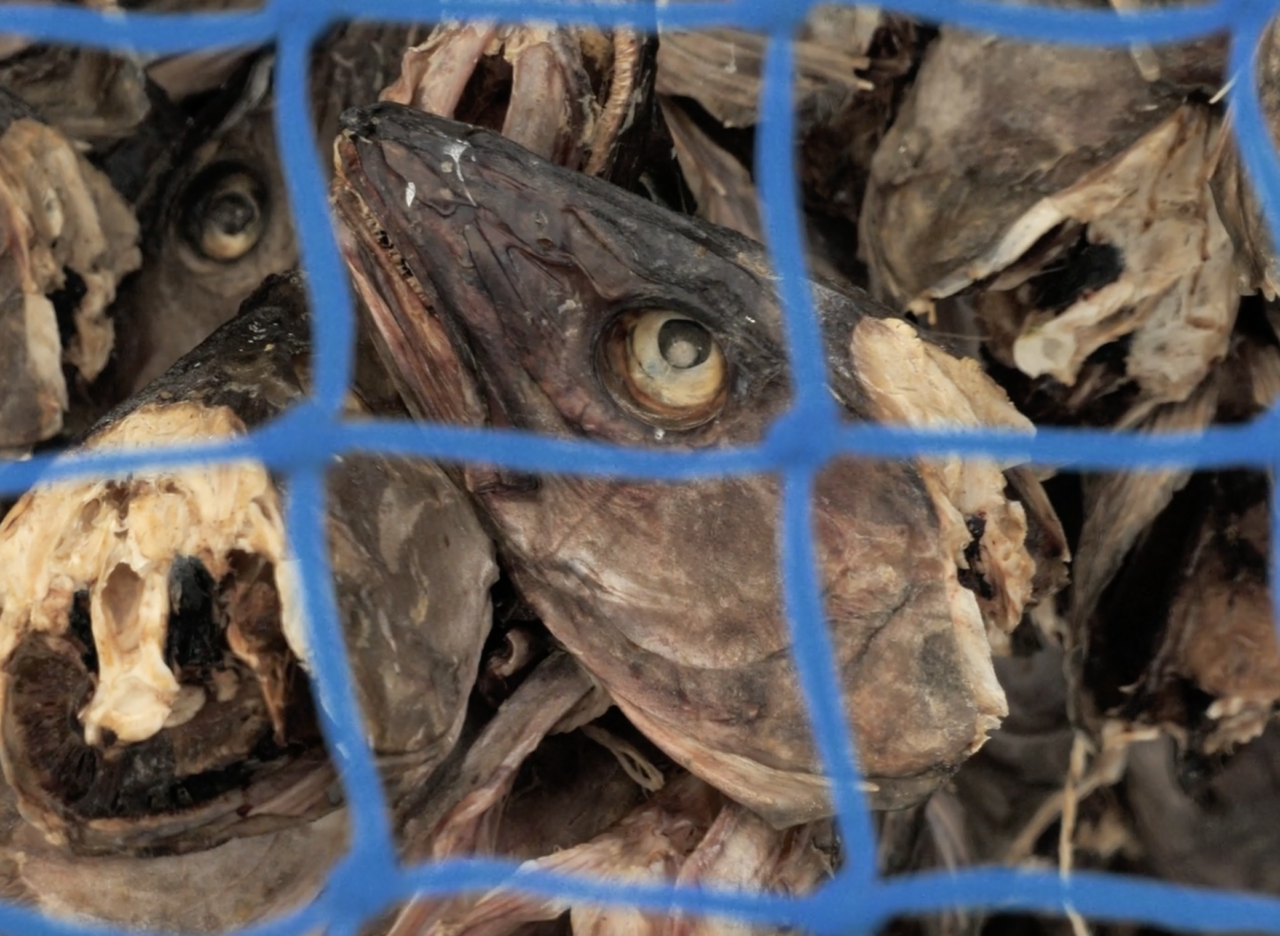 Everything on the cod will become food