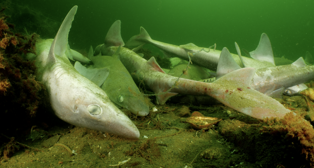 Endangered Sharks meet a cruel death