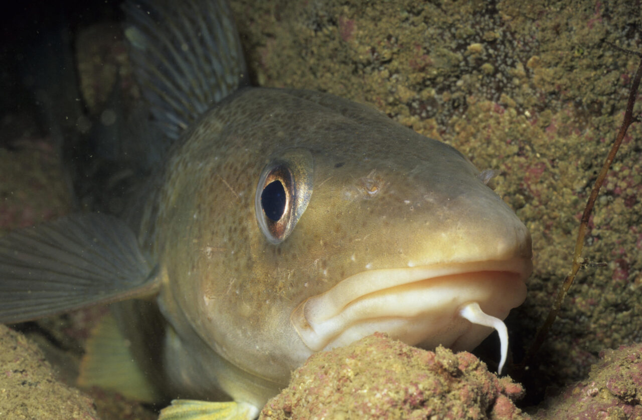 Cod provided new knowledge on important supergenes