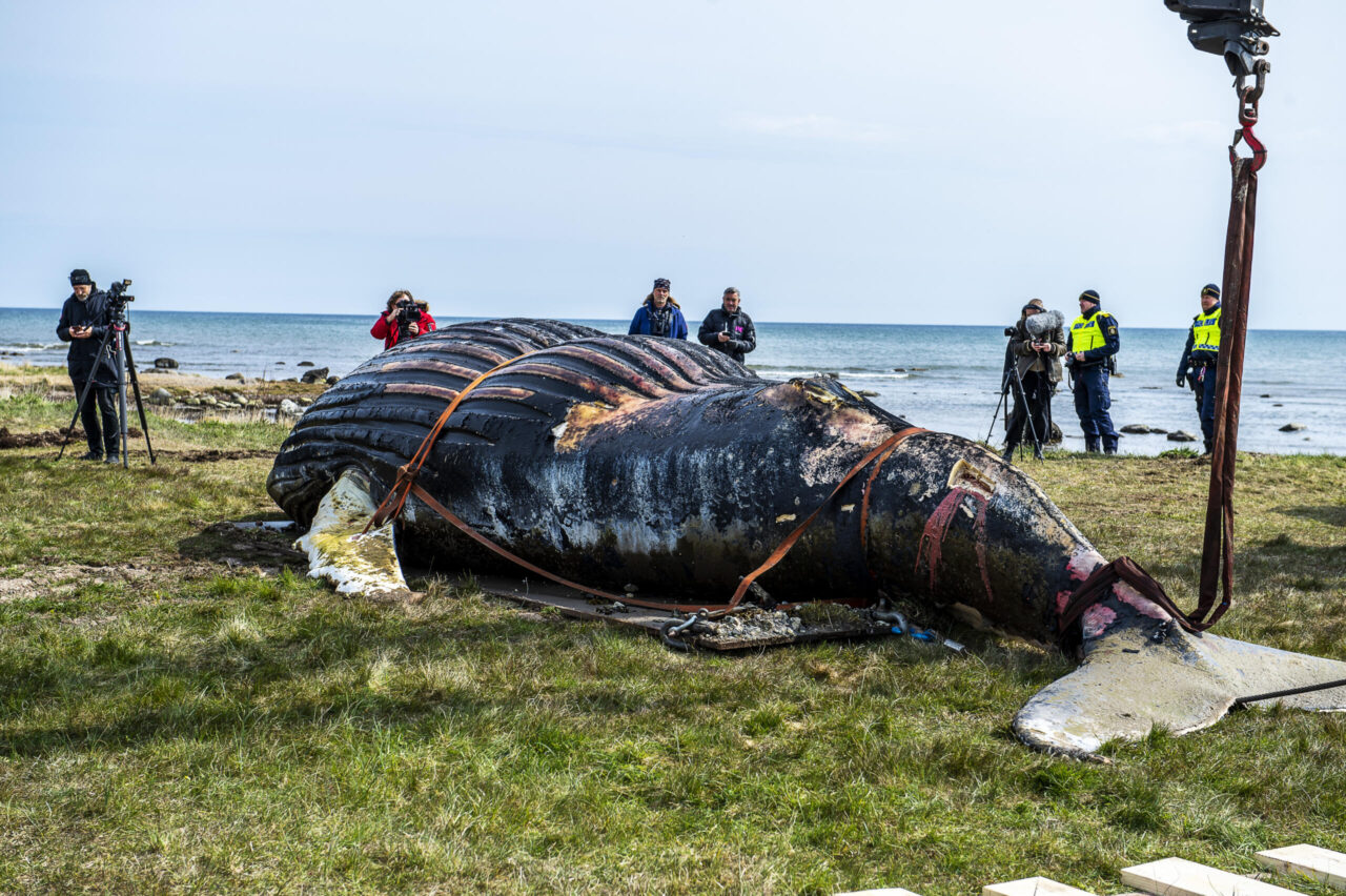 Historical humpback whale and porpoise examined