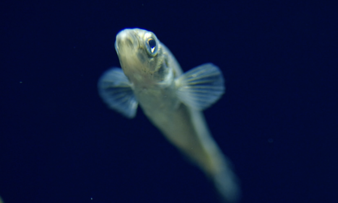 Herring gone – the stickleback invades