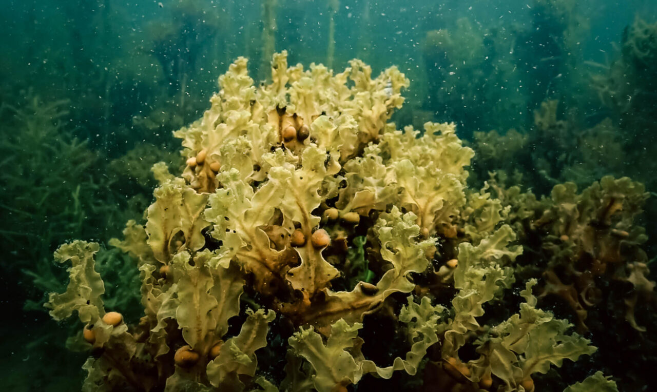 Algae protein-rich – with spillage from herring