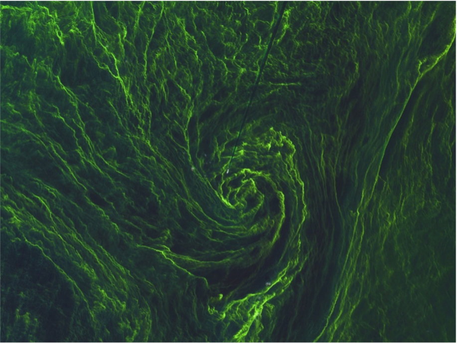 Scientists want your algae reconnaissance