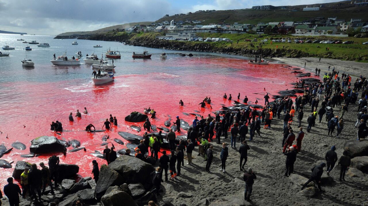 Dolphin hunting is restricted in the Faroe Islands