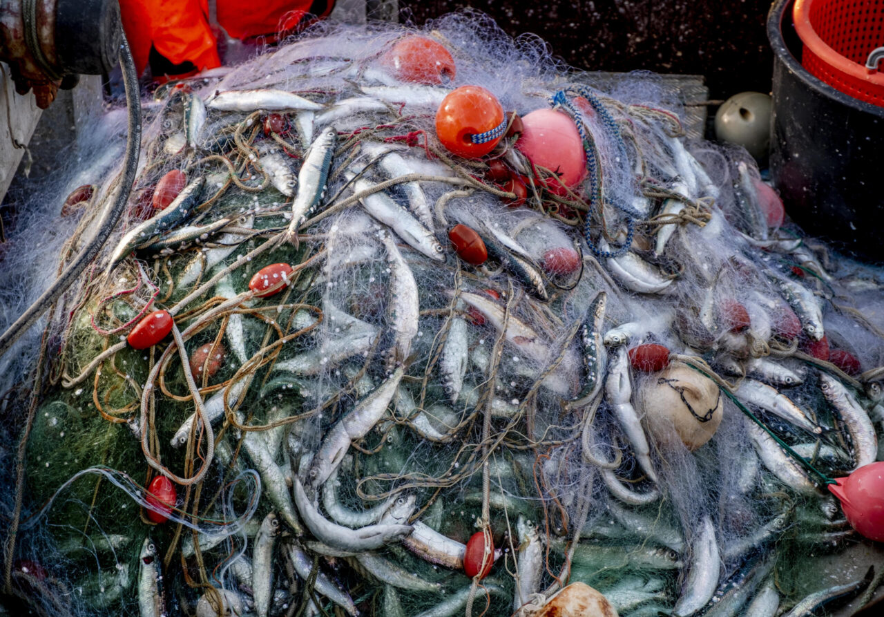 MP: Introduce a total ban on trawling in the Baltic Sea