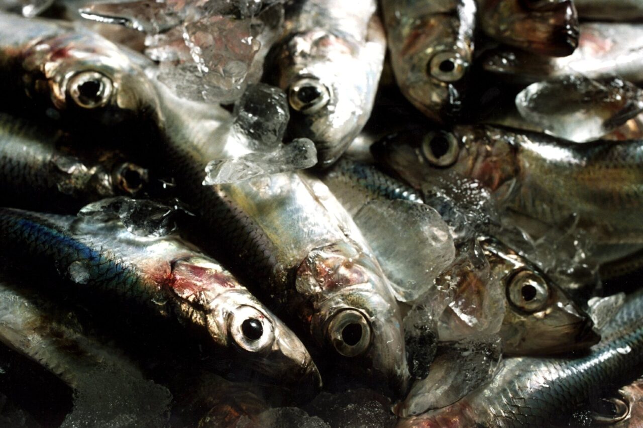 Allt mindre strömming för kustnära fiskare