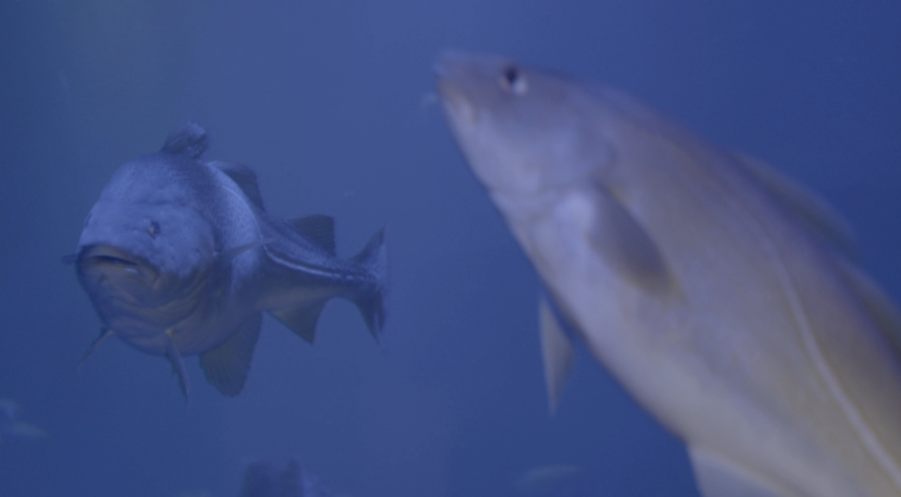 Part 2 – Cod’s hope is in Ar