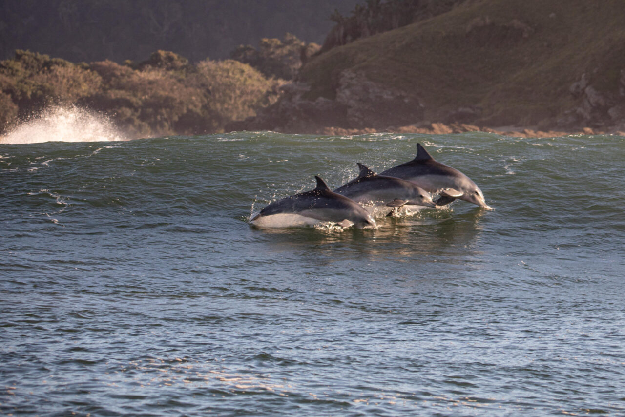 The Sardine Run