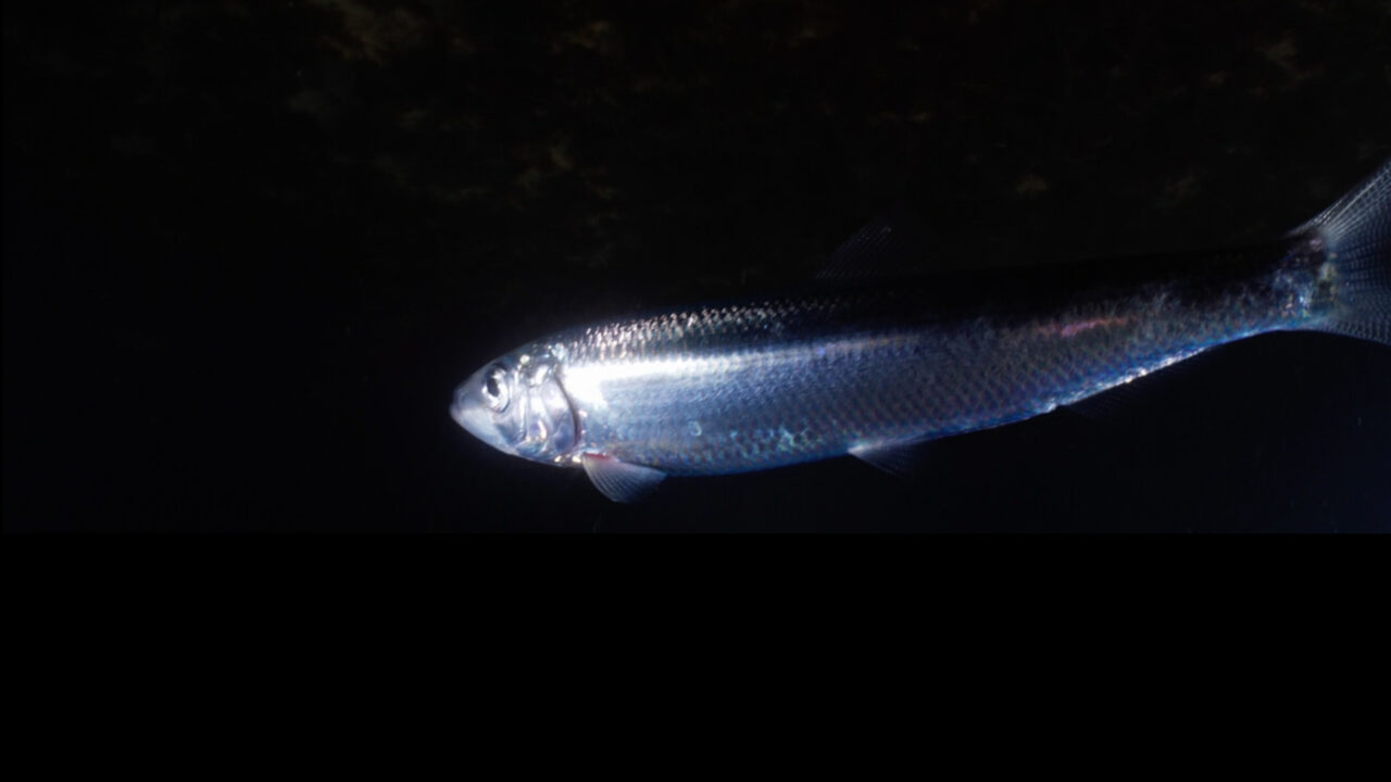 Will spend the whole herring