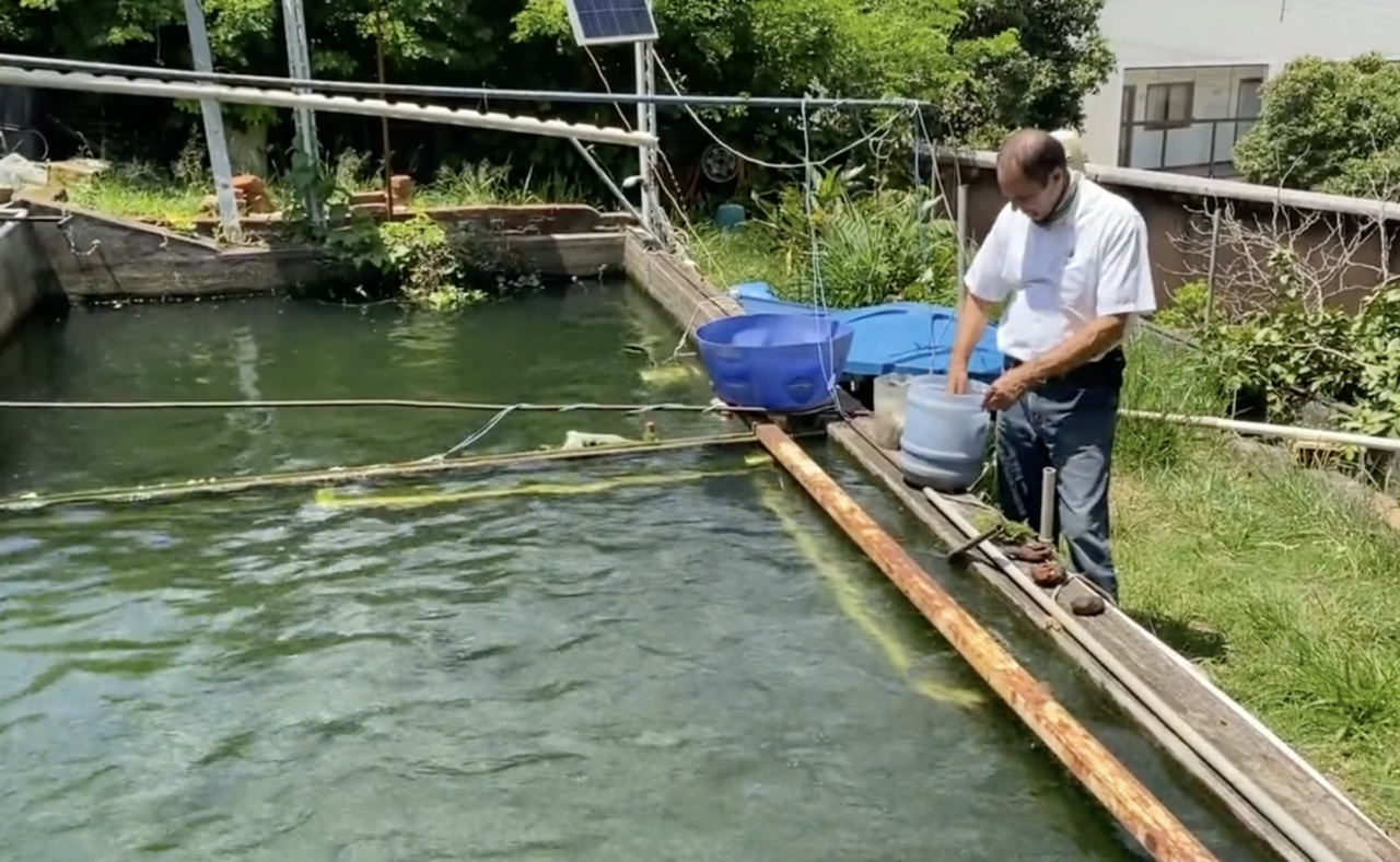 My father’s fish farm