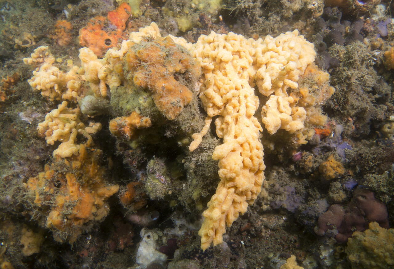 Sea vomit gets new name