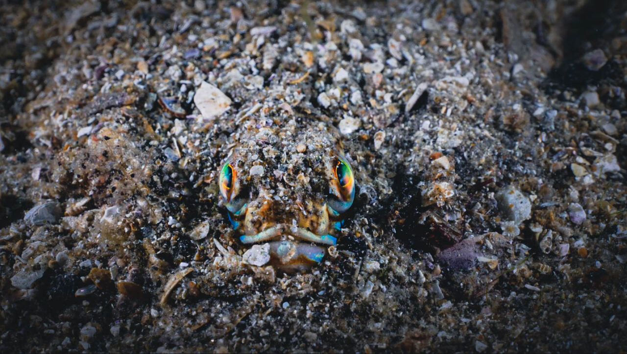 A live fish is better than a dead one