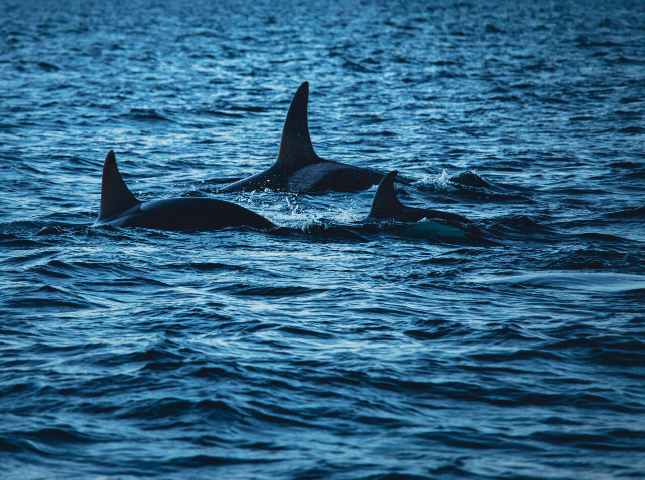 Killer whales are wrecking boats, and no one knows why